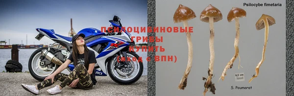 хмурый Аркадак
