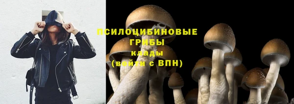 хмурый Аркадак