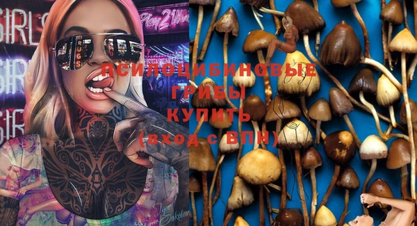 хмурый Аркадак
